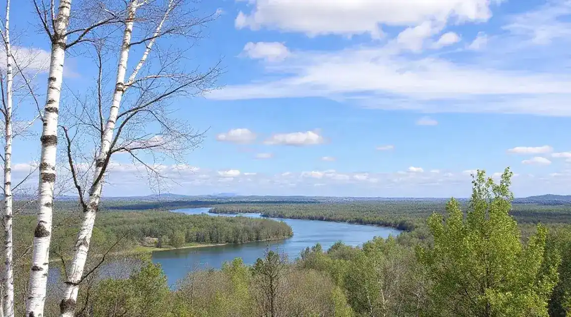 Birch trees above a wide river under a blue sky (illustrative image)
