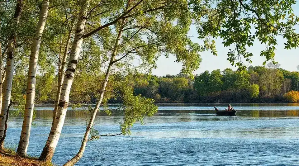 A calm lake framed by birch trees with a small boat in the distance (illustrative image)